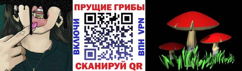 цена Сланцы Псилоцибиновые грибы MAGIC MUSHROOMS
